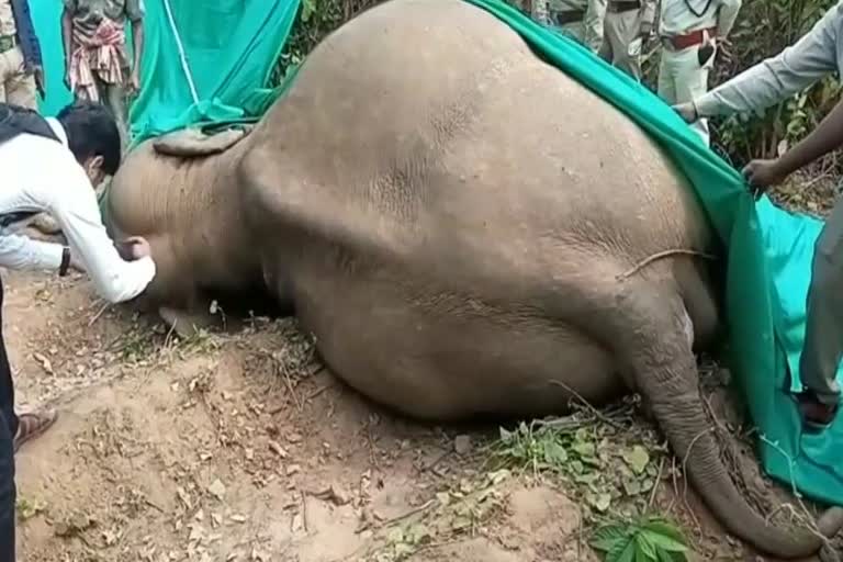 elephant death