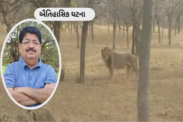 Asiatic lion reappears in Barda wildlife sanctuary : એશિયાટીક સિંહ 143 વર્ષ પછી બરડા વન્યજીવ અભયારણ્યમાં ફરી દેખાયો