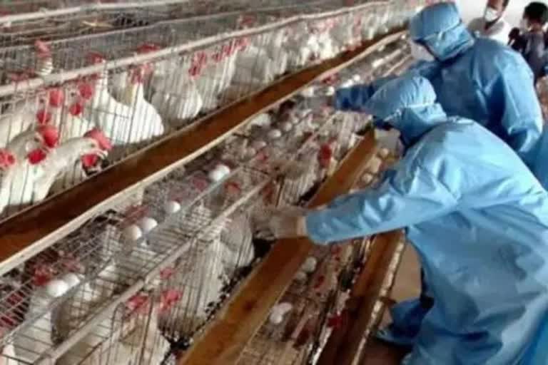 Bird Flu  Bird Flu Spotted in Pathanamthitta  instruction by District authority  Bird Flu variant H5 N1  H5 N1 Spotted in Pathanamthitta  Nedumbram Panchayath  പക്ഷിപ്പനി  പത്തനംതിട്ടയില്‍ പക്ഷിപ്പനി  കടുത്ത നിയന്ത്രണങ്ങളുമായി ജില്ലാഭരണകൂടം  നെടുമ്പ്രം പഞ്ചായത്തില്‍ പക്ഷിപ്പനി  എച്ച് 5 എന്‍ 1 വൈറസ്  രോഗബാധിത പ്രദേശം  കടുത്ത നിയന്ത്രണങ്ങളുമായി ജില്ലാ കലക്‌ടര്‍  ജില്ലാ കലക്‌ടര്‍  കലക്‌ടര്‍  കോഴി  പക്ഷി  ദയാവധം  ദ്രുതകര്‍മ്മ സേന