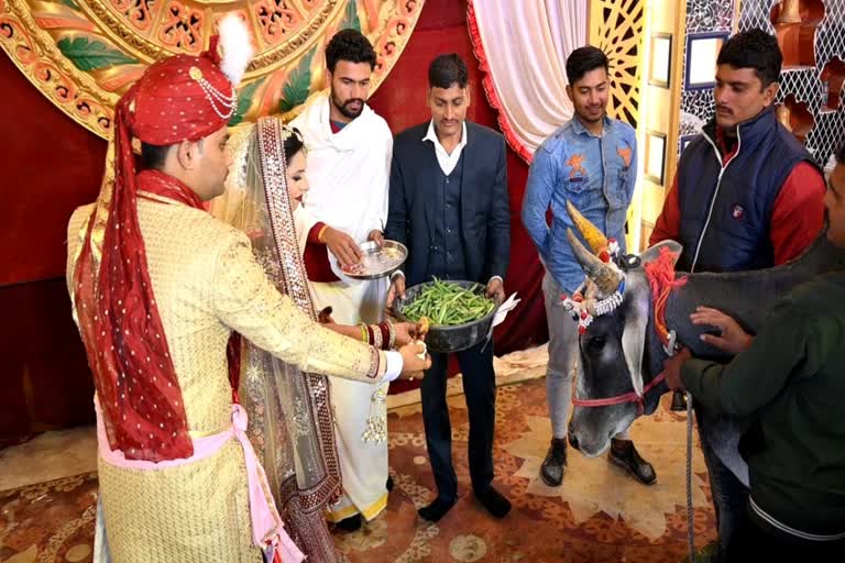 bride and groom performed Gopuja at the wedding  in a unique way In Gwalior