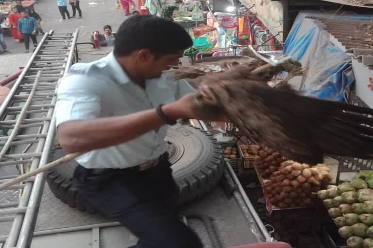 Bird Wing Cut By Nylon Manja