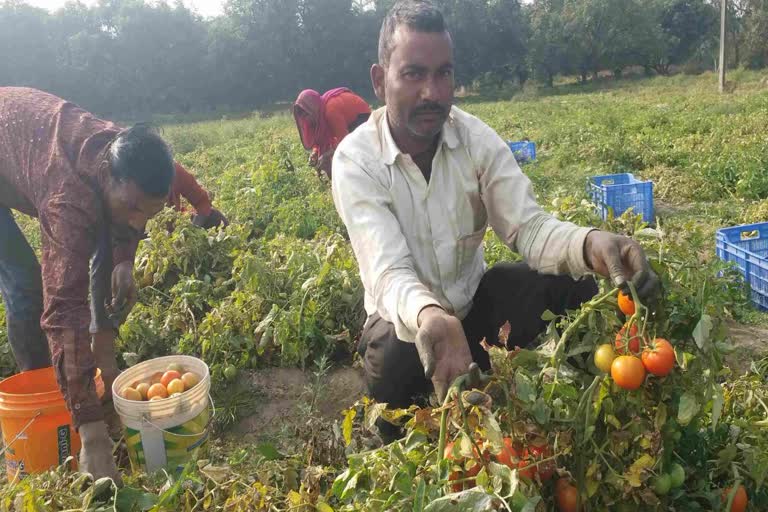 haldwani tomato news