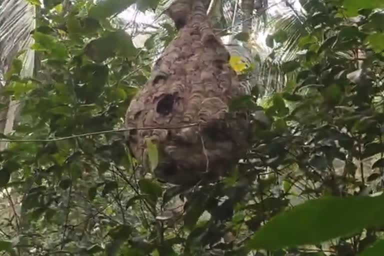 Basavapattana villagers are afraid of hornets  villagers are afraid of hornets  black and yellow flying insect  ಕಣಜ ಹುಳುವಿನಿಂದ ಗ್ರಾಮಸ್ಥರಲ್ಲಿ ಮನೆ‌ಮಾಡಿದ ಆತಂಕ  ತೋಟಕ್ಕೆ ಹೋಗಲು ಹೆದರುತ್ತಿರುವ ರೈತರು  ಮನುಷ್ಯರ ಜೀವವನ್ನೇ ಬಲಿ ಪಡೆಯುವ ಕಣಜ ಹುಳು  ರೈತರು ತೋಟಕ್ಕೆ ಹೋಗಲು ಹಿಂದೇಟು  ಕಣಜ ಹುಳು ದಾವಣಗೆರೆ ರೈತರ ನಿದ್ದೆ ಗೆಡಿಸಿದೆ  ರೈತರ ಮನದಲ್ಲಿ ಭಯದ ವಾತಾವರಣ ನಿರ್ಮಾಣ  ಹಾವಿನ ವಿಷಕ್ಕಿಂತ ಈ ಕೀಟ ಡೇಂಜರ್  ಒಟ್ಟಿಗೆ ನೂರಾರು ಕೀಟಗಳು ವ್ಯಕ್ತಿಯ ಮೇಲೆ ದಾಳಿ