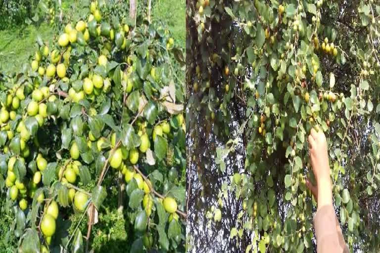 plum-cultivation-method-and-profit-in-raipur