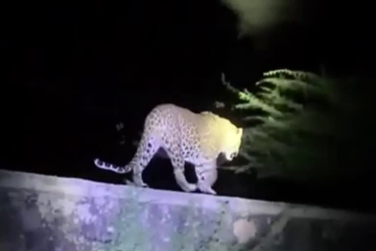Panther Spotted in Malakhera Town of Alwar