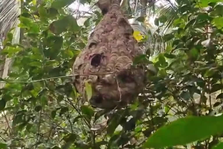 Villagers live in fear due to hornet attack in Karnataka