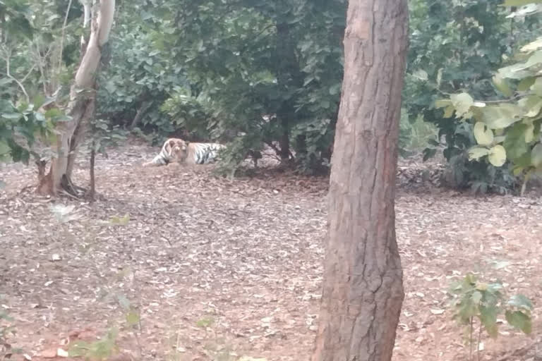 shahdol tiger roaming