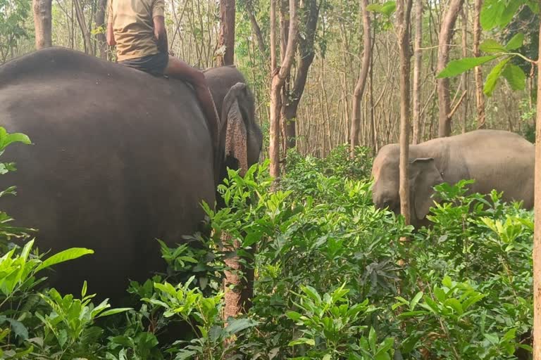 Wild Elephant PT7  Wild Elephant  Wild Elephant PT7 was shoted  Vetenary Surgeon and team  Wild Elephant PT7 in Palakkad  നാടിനെ വിറപ്പിച്ച കാട്ടുകൊമ്പന്‍  മയക്കുവെടി വച്ചു  ആനയെ നിരീക്ഷിച്ച് ദൗത്യസംഘം  ചീഫ് ഫോറസ്‌റ്റ് വെറ്ററിനറി സര്‍ജന്‍  ദൗത്യസംഘവും കുങ്കിയാനകളും  ദൗത്യസംഘം  അരുണ്‍ സക്കറിയ