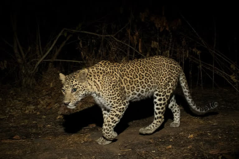 11 year old boy killed in leopard attack