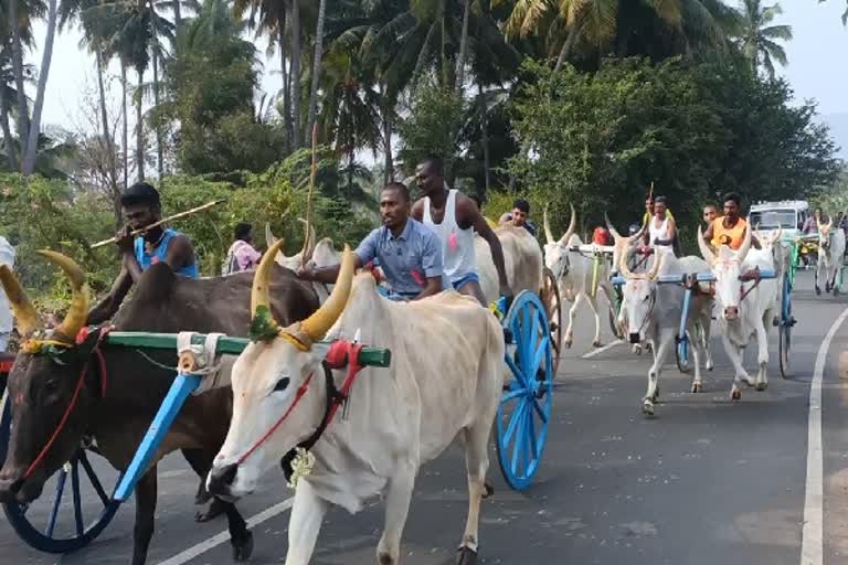 திண்டுக்கலில் களைகட்டிய இரட்டை மாட்டு வண்டி பந்தயம்