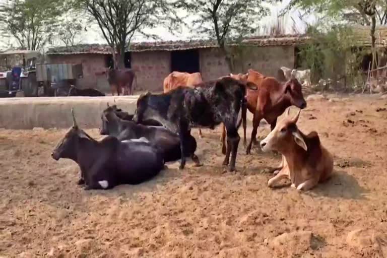buffaloes die in gurugram