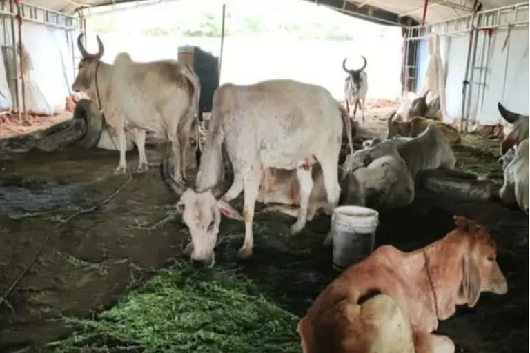 Gujarat Strange argument on cow slaughtering  വിചിത്ര നിരീക്ഷണവുമായി ഗുജറാത്ത് കോടതി  ഗുജറാത്ത് കോടതി  ഗുജറാത്ത് കോടതിയുടെ വിചിത്ര നിരീക്ഷണം  ഗുജറാത്ത് കോടതി