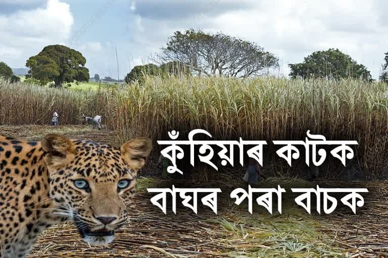 নাহৰফুটুকীৰ ত্ৰাস