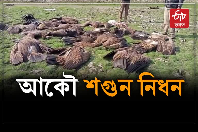 Vulture death in Sivsagar