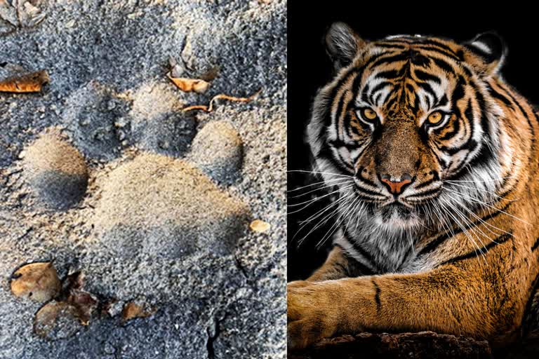 Tiger footsteps found in Paonta Valley forest .