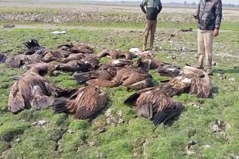 25 vultures died in Assam