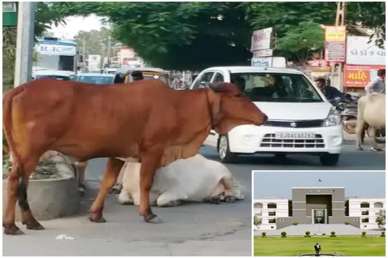 Stray Cattle રખડતા ઢોર મામલે સરકારે HCમાં એક્શન ટેક્ન રિપોર્ટ રજૂ કરવા માગ્યો સમયમાં એક્શન ટેક્ન રિપોર્ટ રજૂ કરવા માગ્યો સમય