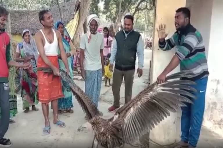 Himalayan vulture