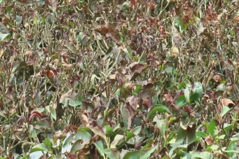 snow fall in munnar  munnar tea plants perishing  idukki snowfall  idukki munnar  munnar  munnar tea plants  മുന്നാറിൽ കനത്ത മഞ്ഞുവീഴ്‌ച  മുന്നാറിൽ മഞ്ഞുവീഴ്‌ച  മുന്നാർ  മുന്നാറിൽ തേയിലത്തോട്ടങ്ങൾ നശിക്കുന്നു  മൂന്നാറിൽ തേയില ചെടികൾ കരിഞ്ഞുണങ്ങി  കണ്ണൻദേവൻ കമ്പനി  kannandevan company  harison  എസ്റ്റേറ്റുകളിൽ മഞ്ഞുവീഴ്‌ച