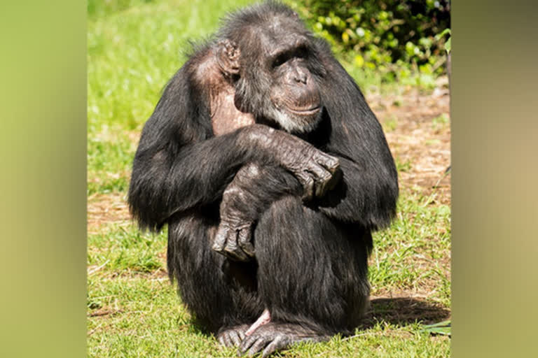 Young chimpanzees, human teens exhibit similar risk-taking behaviour: Study