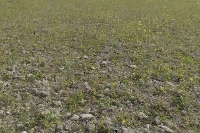 Shortage of Urea fertilizer in Kalgasia
