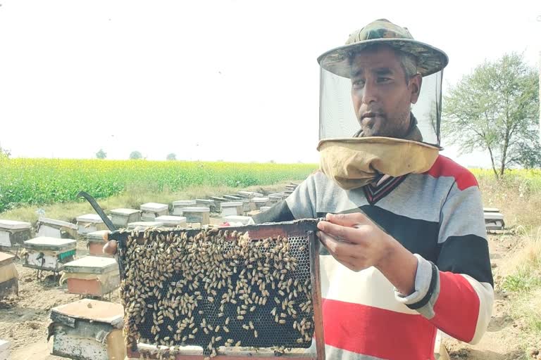 85 percent subsidy on Honey Bee Farming in haryana