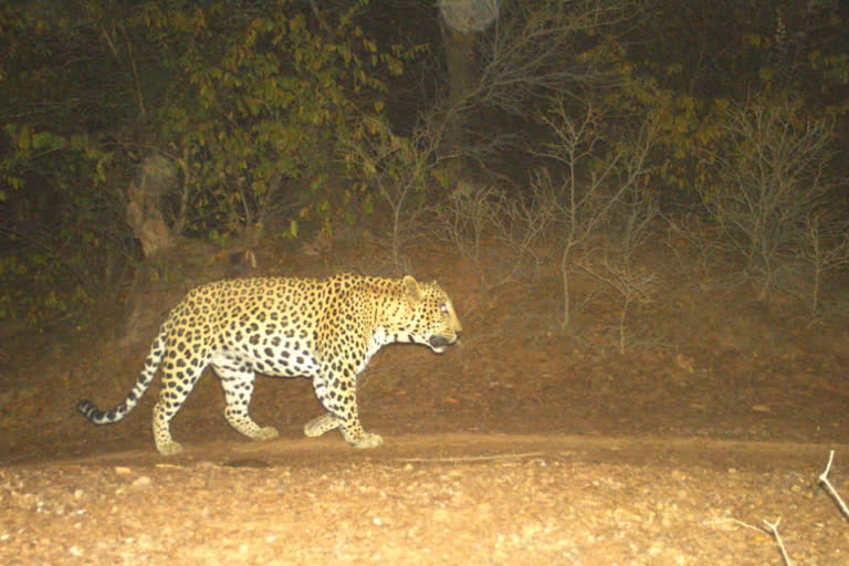 Nilgai hunting captured in cameras