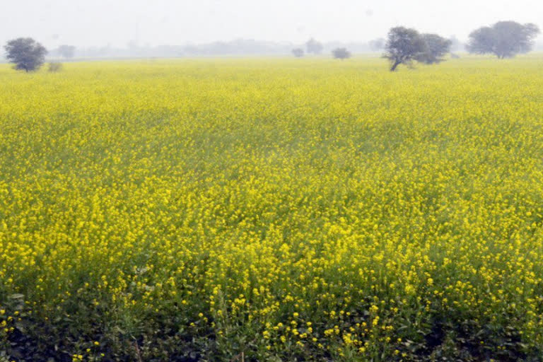 Production expected to grow due to mawat in Bharatpur region