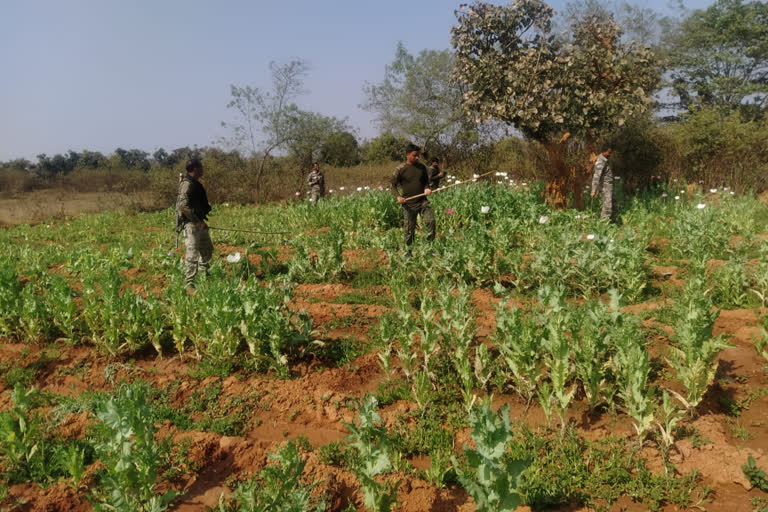 Khunti Police and CRPF campaign against illegal opium cultivation