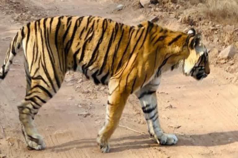 Ranthambore Tiger Reserve