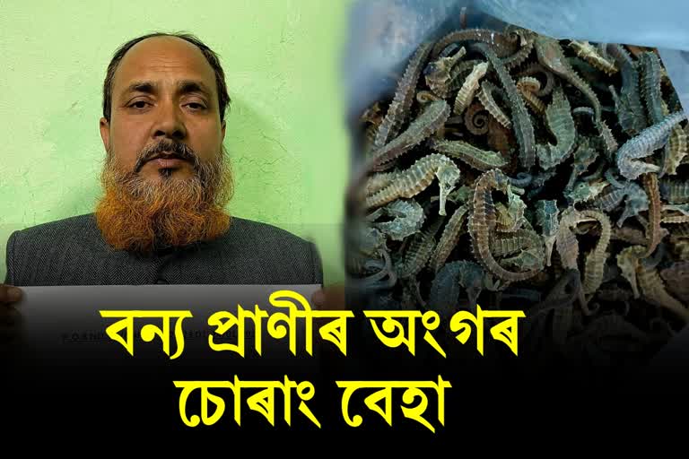 One arrested in Siliguri for allegedly trying to smuggle seahorse worth crores