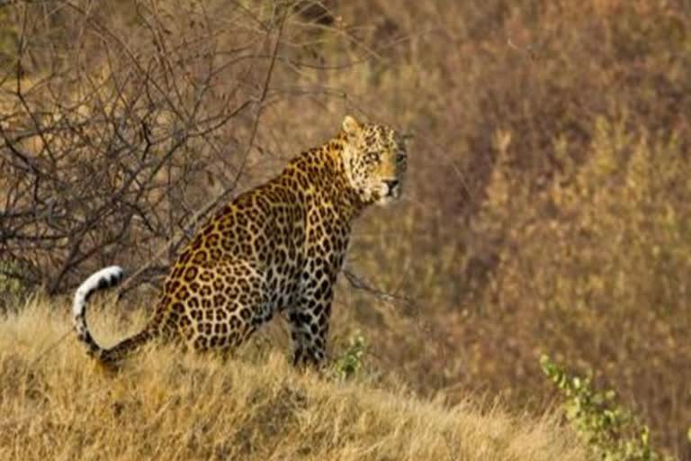 Panther Killed In Banswara