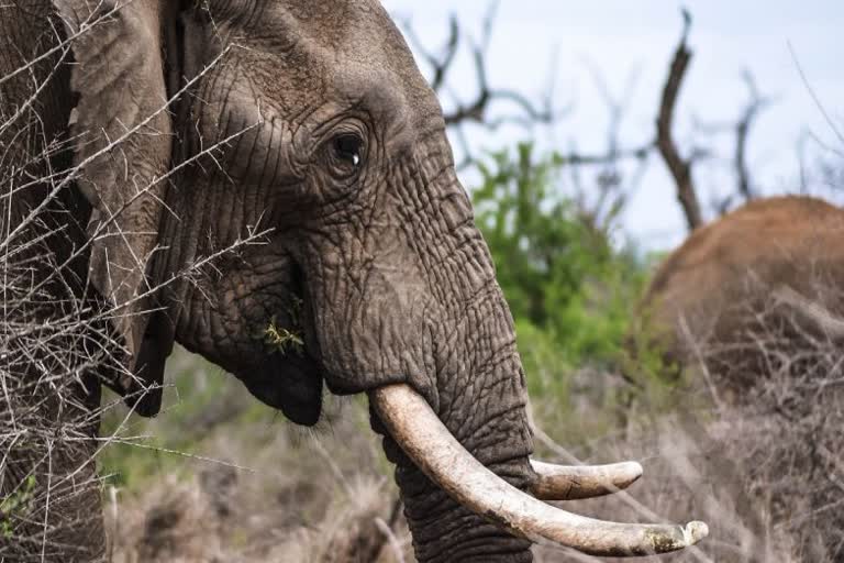 Elephant attacked forest guard