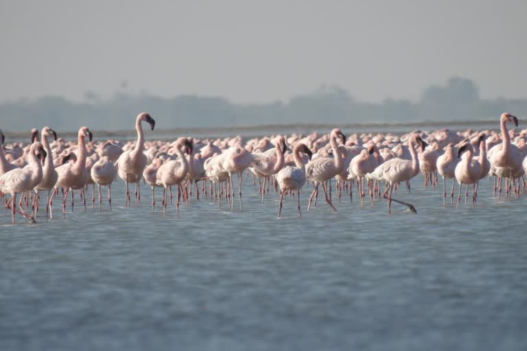 Foreign birds: કોડધાના વાડીલાલ તળાવમાં વિદેશી પક્ષીઓ બન્યા મહેમાન