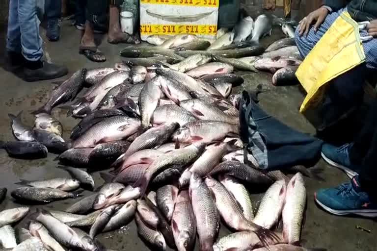 Asansol Fish festival