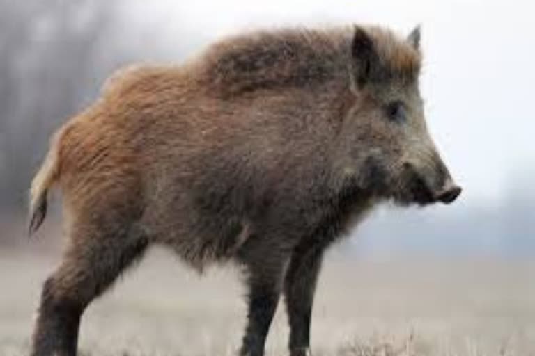 Wild Boar Attacked Farmer in Bansur