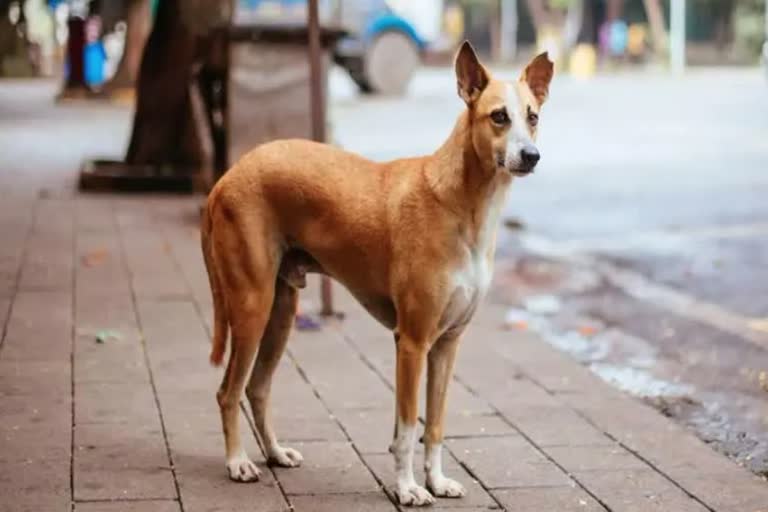 dog thrown from 6th floor in indore