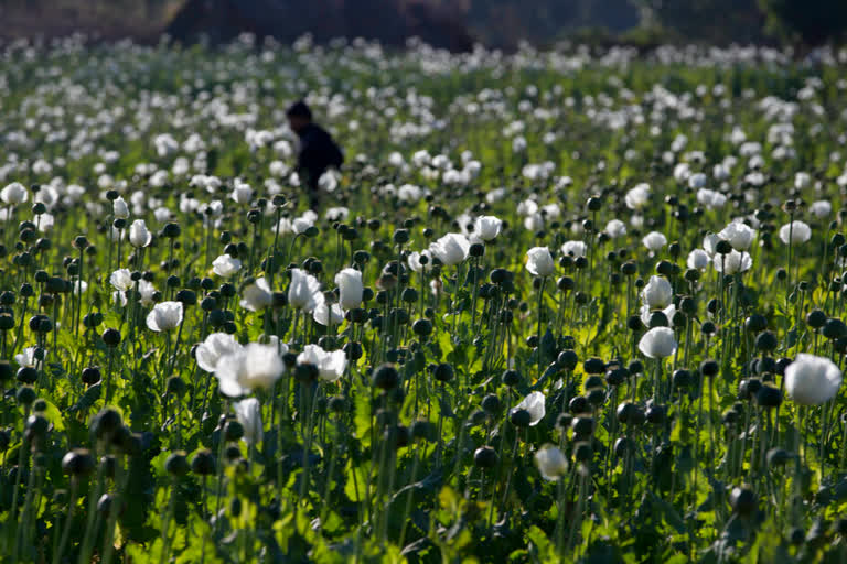 The production of opium in Myanmar has flourished since the military's seizure of power, with the cultivation of poppies up by a third in the past year as eradication efforts have dropped off and the faltering economy has led more people toward the drug trade, according to a United Nations report released Thursday, Jan. 26, 2023.