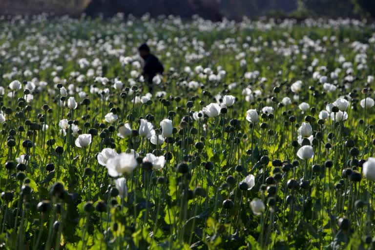 un report myanmar opium cultivation military increased 33 percent