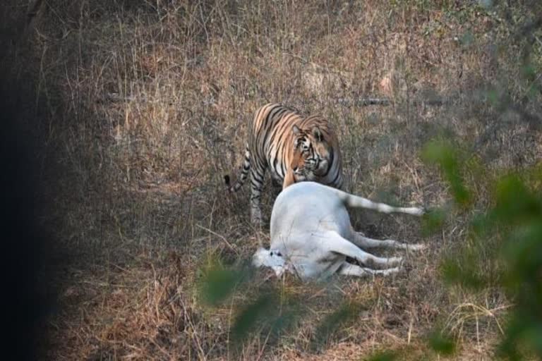 Sariska Tiger Reserve