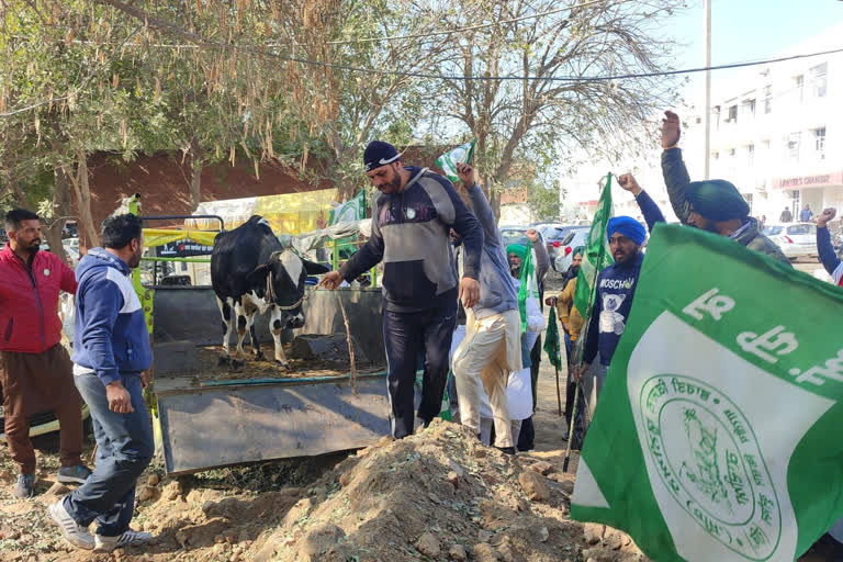 In Barnala farmers left stray cattle in front of the DC office