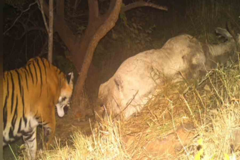 tiger is roaming in Prakasam district