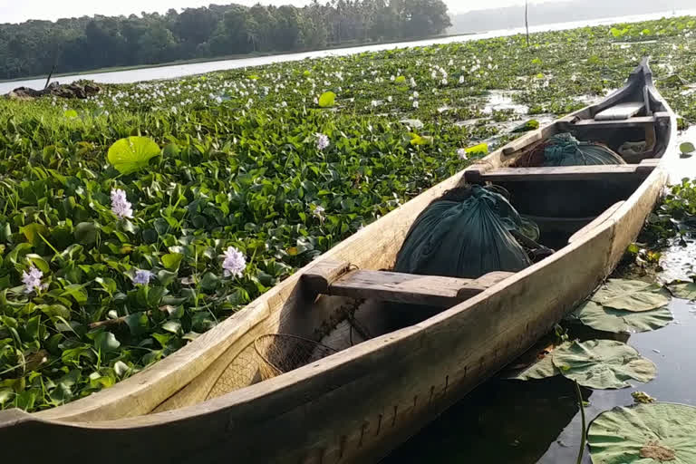 vellayani lake farmers crisis  vellayani lake  vellayani lake crisis  വെള്ളായണി  വെള്ളായണി കായൽ കൃഷി  വെള്ളായണി കായൽ പുഞ്ചകൃഷി  വെള്ളായണി കായൽ മത്സ്യകൃഷി  വെള്ളായണി കായൽ  വെള്ളായണി കായൽ ദുരിതത്തിൽ  പുഞ്ചകൃഷി