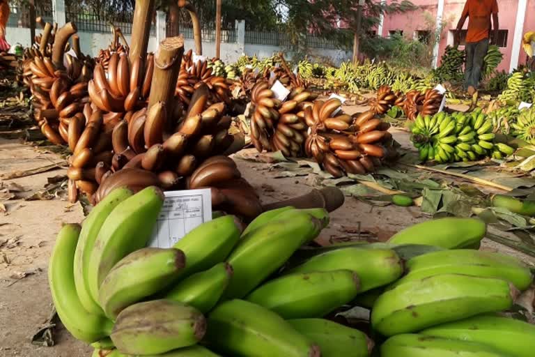 நேந்திரன் வாழையின் விலை கிலோ ரூ.32ஆக அதிகரிப்பு.. விவசாயிகள் மகிழ்ச்சி.., farmers-happy-on-changalikodan-rate-hike