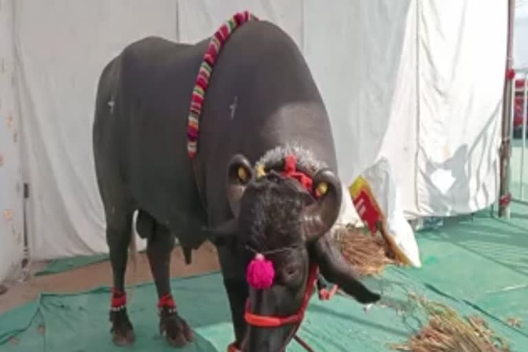 Gajendra buffalo center of attraction at Krishi Utsav in Beed, Maharashtra