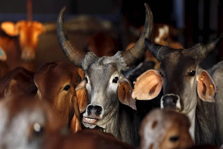 cow smugglers in Uttarakhand