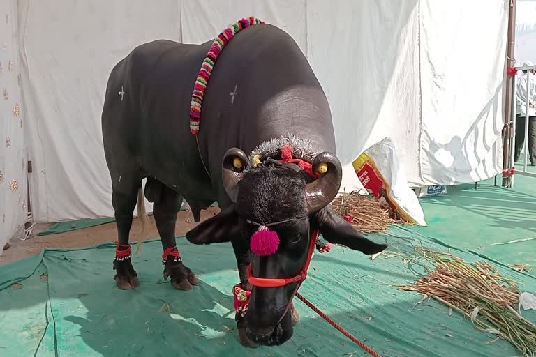 impressive-gajendra-buffaloin-agricultural-exhibition-hall-in-maharashtra