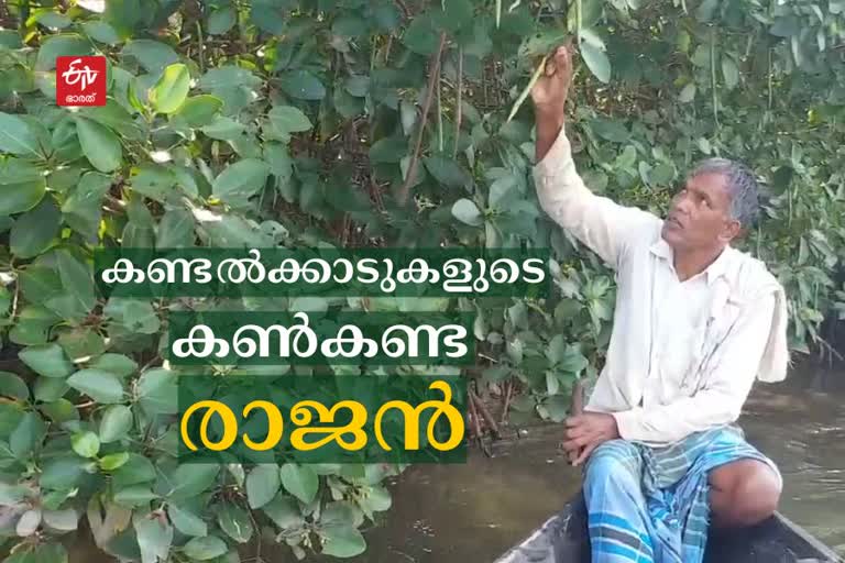 rajans contribution in mangrove forest protection  paarayil rajans contribution in mangrove forest  mangrove forest protection kannur  കണ്ടല്‍ച്ചെടികള്‍  പഴയങ്ങാടി പുഴയിലെ ആ ശീലം ഒരു ദൗത്യമാക്കി  പാറയില്‍ രാജന്‍  കണ്ണൂര്‍ പഴയങ്ങാടി