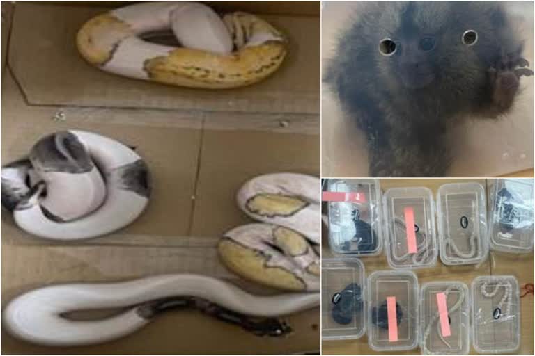 DRI recovers smuggled rare 139 animals from Bengaluru farmhouse  Bengaluru  DRI recovers smuggled animals from Bengaluru  Bengaluru farmhouse  Directorate of Revenue Intelligence  Karnataka Forest Department  Kempegowda  Bangkok  Ministry of Environment Forest  Yellow and Green Anaconda  ബംഗളൂരുവിലെ ഫാം ഹൗസിൽ  വന്യജീവികളെ കണ്ടെത്തി  വംശനാശഭീഷണി  ബംഗളൂരു