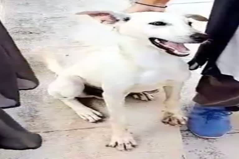 Dog Killed By Hostel Warden: કોલેજ હોસ્ટેલના વોર્ડને કૂતરાને મારતા થયું મૃત્યુ, શું આરોપીઓને મળશે સજા